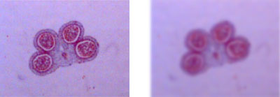 花粉粒图片对焦（左）和重点（右）