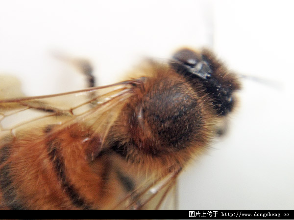 iPhone显微镜下的蜜蜂