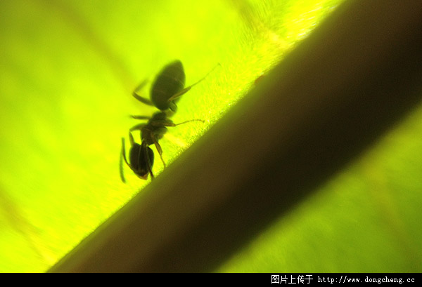 iPhone显微镜下的蚂蚁1