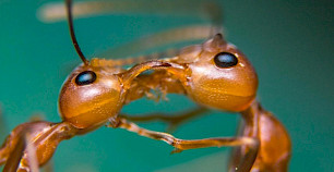 研究发现蚂蚁的社会结构进化可跨种群传播