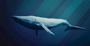 蓝鲸不依靠视觉那是通过什么方式来辨认方向的?