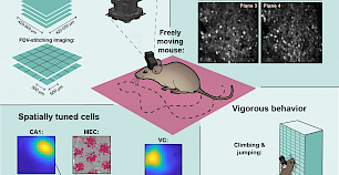 新型Mini2P微型脑显微镜可高分辨率研究动物神经网络