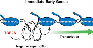 DNA超螺旋：DNA结构本身参与基因组调控