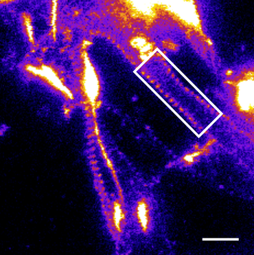 徕卡显微镜STED显微镜活细胞的光明染料