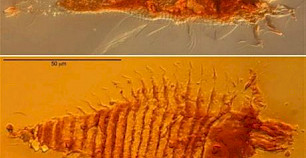 奥林巴斯显微镜下的2.3亿年昆虫琥珀