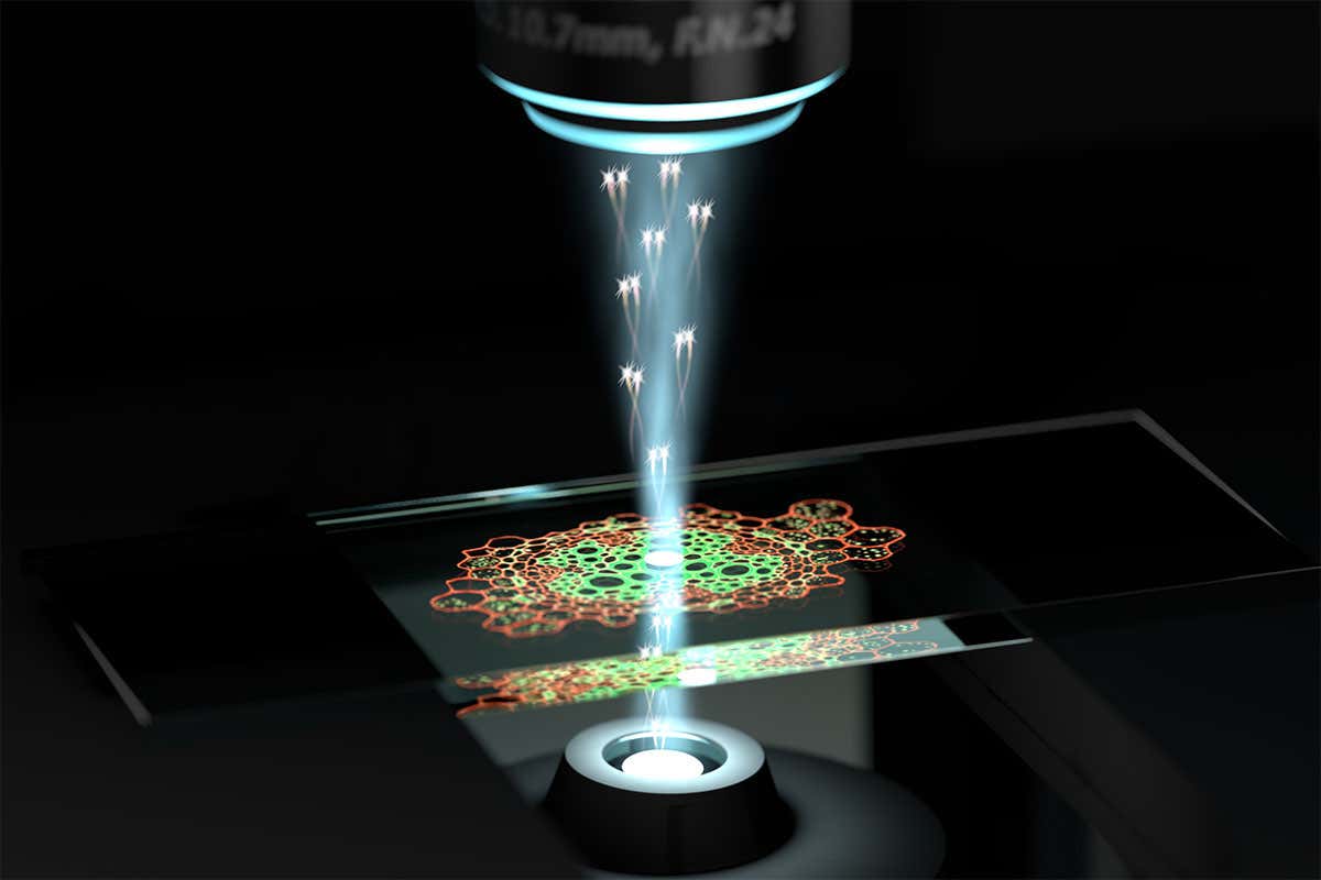 新型量子显微镜以以前所未有的细节检查细胞