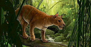 新发现的剑齿食肉动物比猫早几百万年