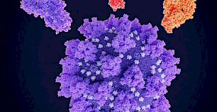 阻止冠状病毒复制：抑制SARS-CoV-2蛋白酶的靶标可以阻断感染