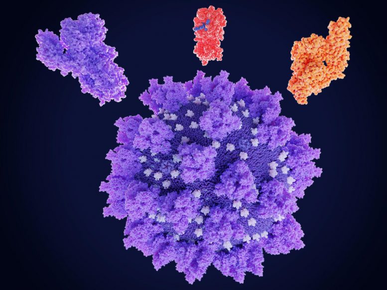 冠状病毒 SARS CoV 2 蛋白药物靶点