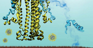 科学家发现SARS-CoV-2冠状病毒与人体细胞相互作用的新细节