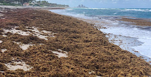 有毒的死亡区——氮的激增已将马尾藻变成了世界上最大的有害藻华