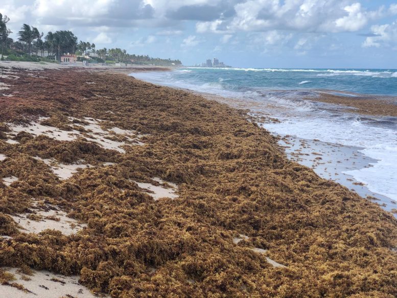 佛罗里达州棕榈滩县的马尾藻