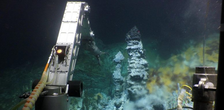 ROV 采样微生物