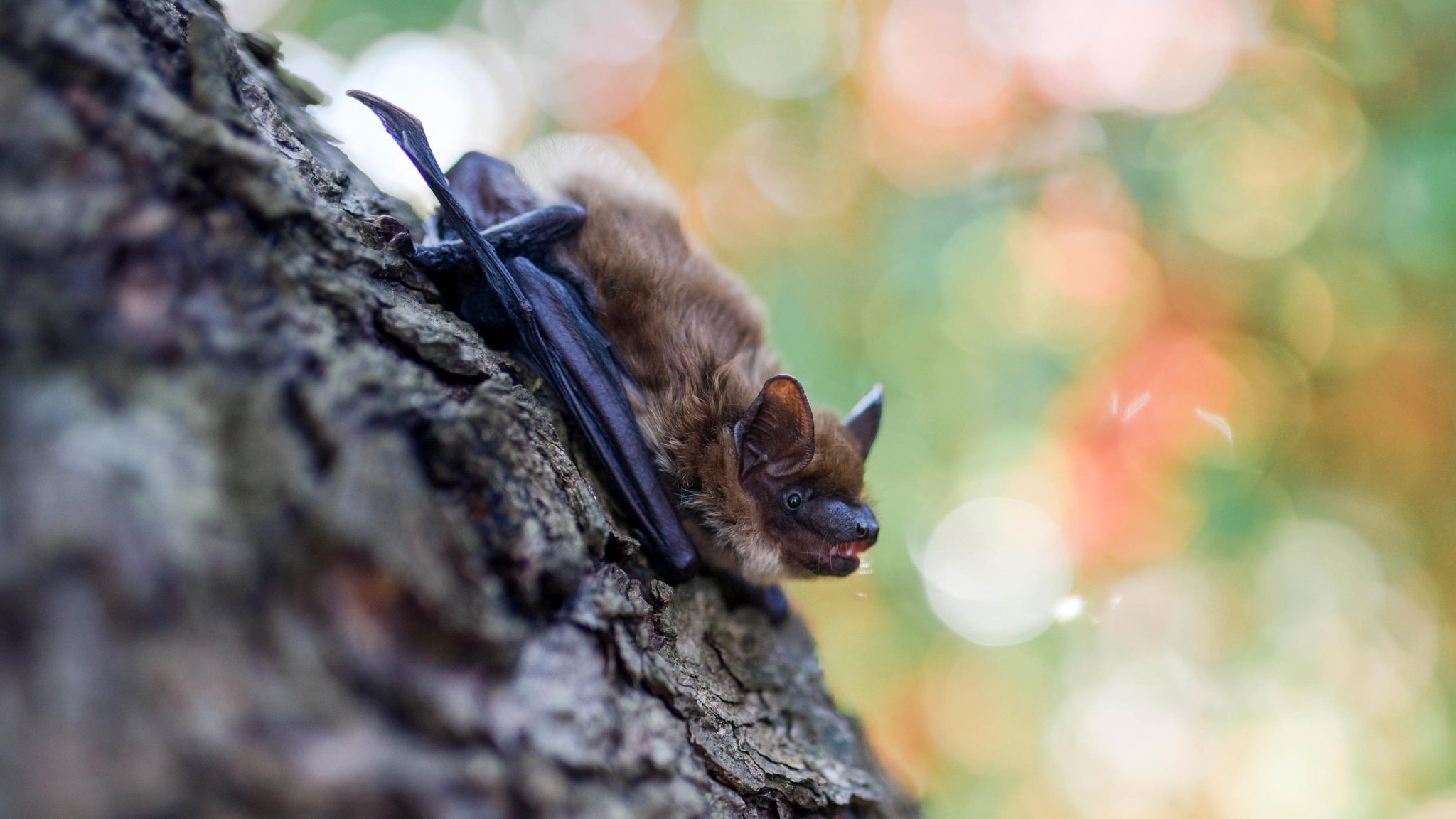 树上的棕色蝙蝠