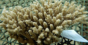 珊瑚生物学研究新纪元：科学家培育出首个稳定的珊瑚细胞系