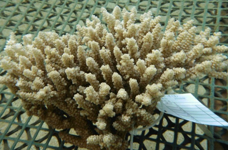 Acropora tenuis 菌落