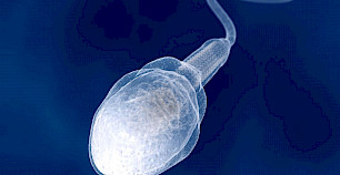 只有当它们在雌性体内游泳时，精子进化才会变得增压