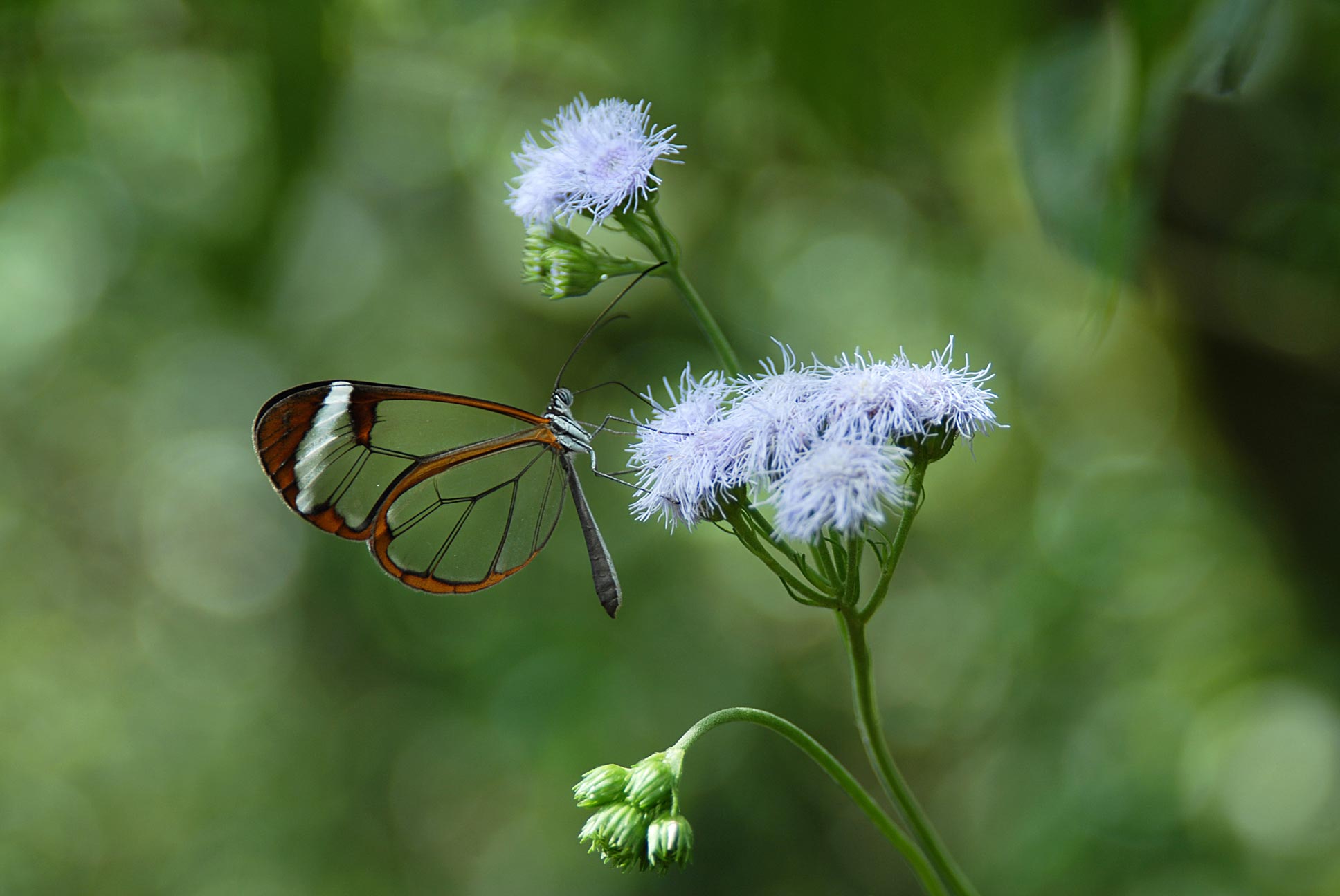 Glasswing 蝴蝶在花