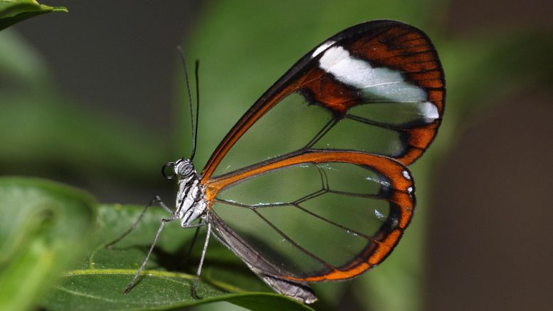 叶上的 Glasswing 蝴蝶